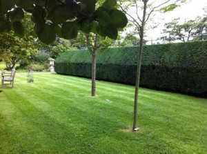 Garden Maintenance and lawn care